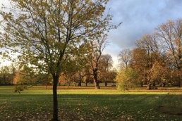 Trees in Ruskin Park