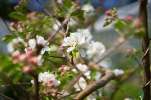 Blossom on trees in garden