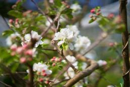 Blossom on trees in garden